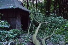 Nur knapp verfehlten diese Äste eine Schutzhütte im Rhododendronpark.