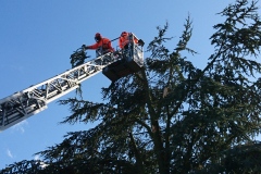 Sägearbeiten von der Drehleiter aus, im Vorkampsweg.