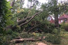 In Eitze stürzte ein kompletter Baum auf ein Wohnhaus und beschädigte das Dach erheblich.