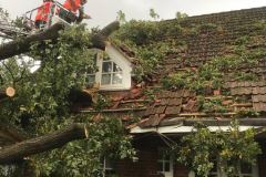 Über die Drehleiter der Ortsfeuerwehr Verden musste der Baum zersägt und stückweise abgetragen werden.
