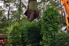 Ein kompletter Baum musste in Eitze mithilfe eines Kranes gefällt werden.