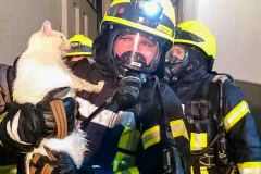 Feuerwehrleute retten eine Katze aus dem brennenden Gebäude.
