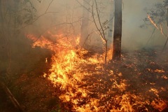 Feuer in einem Waldstück.
