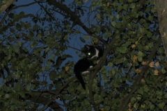 Hoch oben im Baum saß die junge Katze fest.