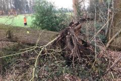 Eine umgestürzte Eiche war der Auslöser für den Feuerwehreinsatz.
