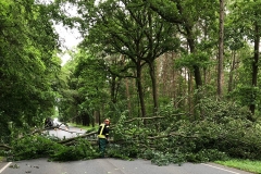 20190608_Baum_B215_Walle_Wrede