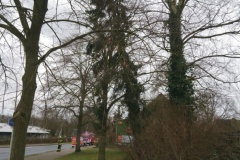 In Verden geriet ein Baum am Berliner Ring derart in Schieflage, dass er umzustürzen drohte und durch die Feuerwehr gefällt werden musste.