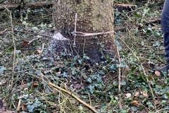 Motorsägenfortbildung der Ortsfeuerwehr Eitze.