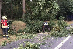 Baum auf Straße.
