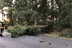 Baum auf Straße.
