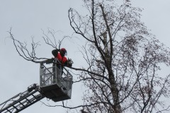 Sägearbeiten aus der Drehleiter heraus in der Bürgermeister-Urban-Straße.