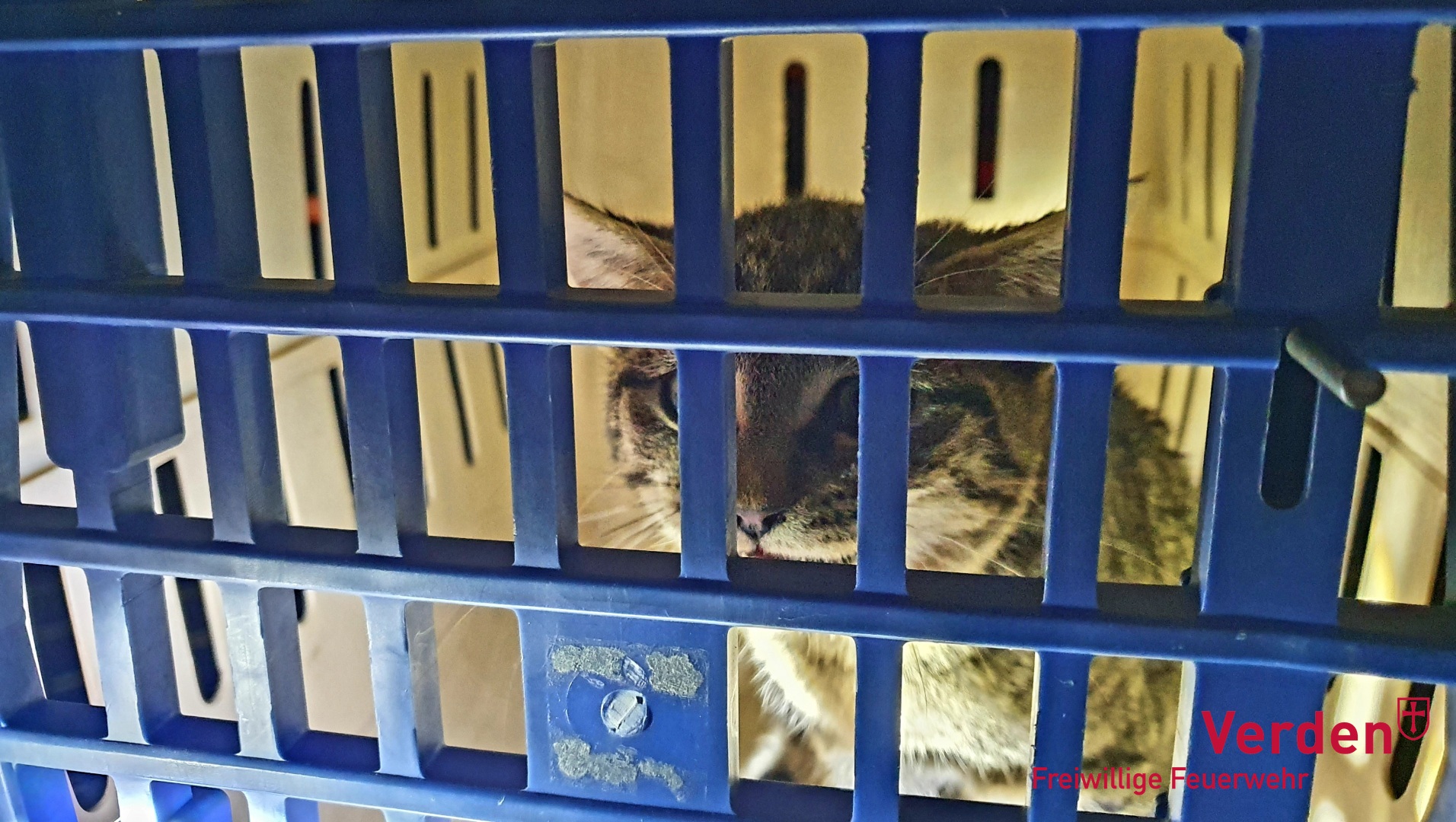 Die Katze nach ihrer Rettung vom Dach.