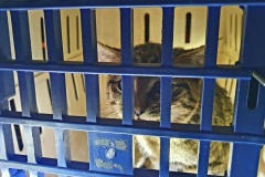 Die Katze nach ihrer Rettung vom Dach.