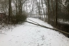 Baum auf einem Gehweg in Eitze.