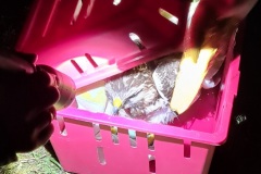 Der Greifvogel wird vorerst in die Wildtierpflegestelle verbracht.