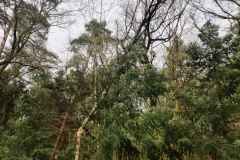 Abgebrochener Baum in der Eisseler Straße.