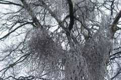 Ein dicker Eispanzer überzog die Bäume.