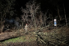 Umgestürzter Baum. Umgestürzter Baum.