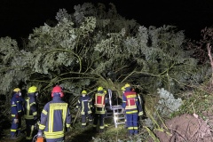 Dieser Baum stürzte auf den Anbau in der Eitzer Straße.