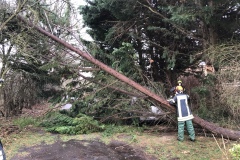 Umgestürzte Bäume, wie hier in Dauelsen, waren das Hauptgeschäft der Feuerwehr am Wochenende.
