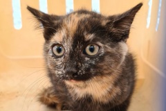 Mit sanftem Wasserstrahl konnte die Katze zum Aussteigen bewegt werden.