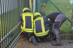 Das Reh wird aus dem Hoftor befreit.