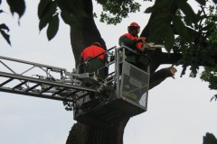 Der Baum wurde stückweise über die Drehleiter abgetragen.