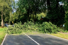Der heruntergestürzte Ast auf der Weitzmühlener Straße.