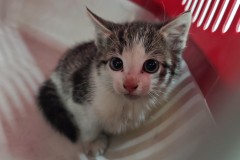 Die gerettete Katze wurde an das Tierheim in Verden übergeben.