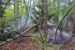 Brennendes Unterholz im Bürgerpark.