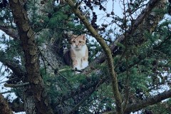 Wartet auf Hilfe: Die Katze im Baum.