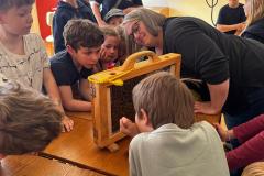 Bienen beobachten aus der Nähe. 