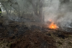 Rund 100 Quadratmeter Waldboden gerieten in Brand.