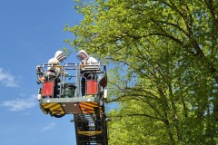„Bieneneinsatz“ im Lindenquartier.