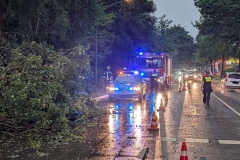 Ein Baum stürzte in Dauelsen auf die B215.